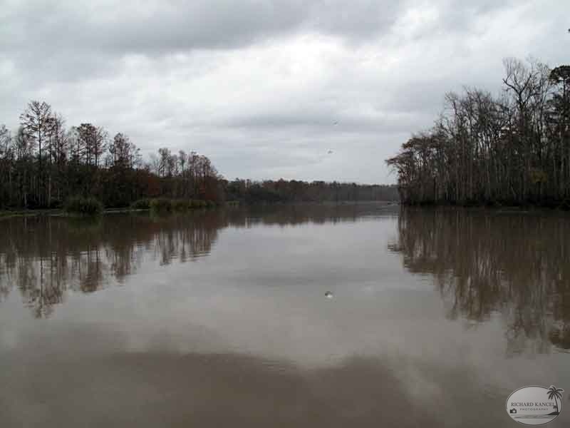 bayou12.jpg