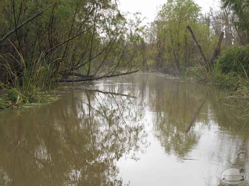 bayou27.jpg