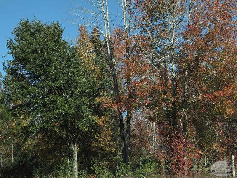paysage2.jpg