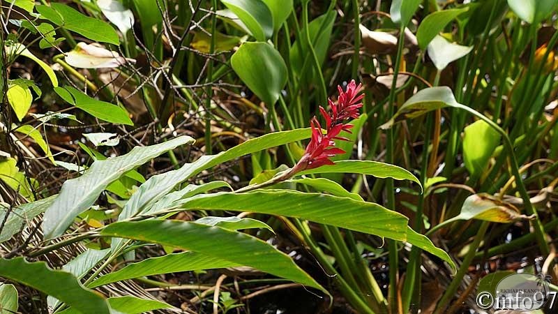 jardin-eau-20.jpg