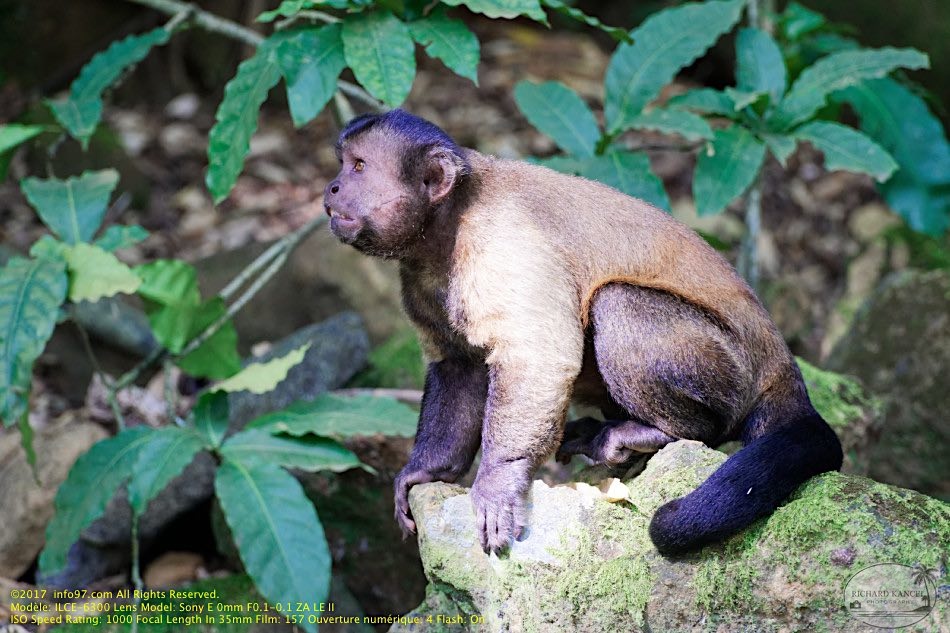 guyane111-iles-du-salut.jpg