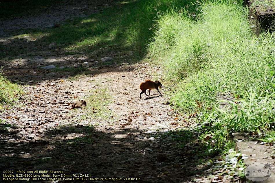 guyane112-iles-du-salut.jpg