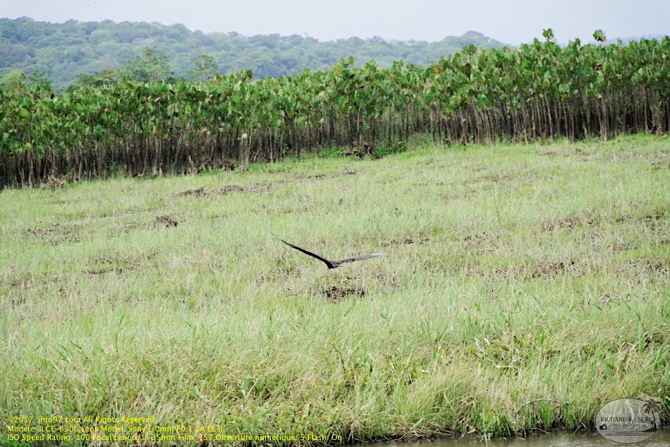 guyane008-marais-kaw.jpg