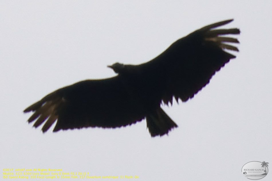 guyane011-marais-kaw.jpg