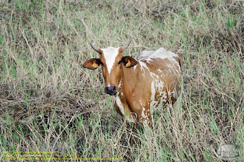 guyane041-marais-kaw.jpg