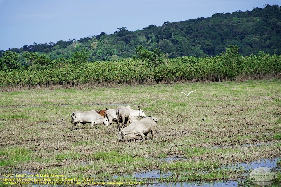 guyane048-marais-kaw.jpg