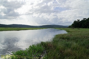 guyane065-marais-kaw