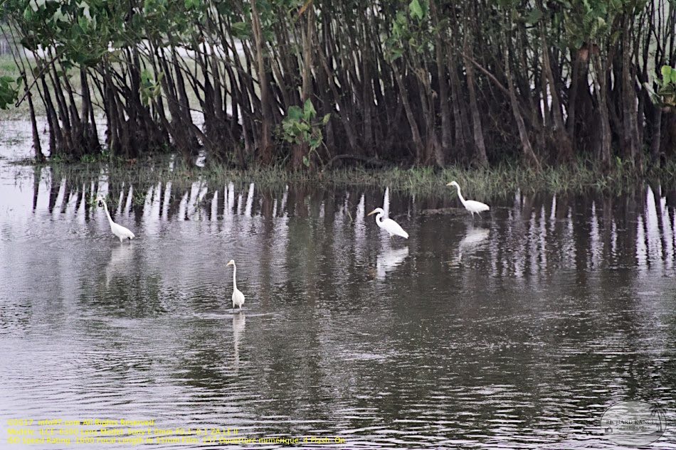 guyane089-marais-kaw.jpg