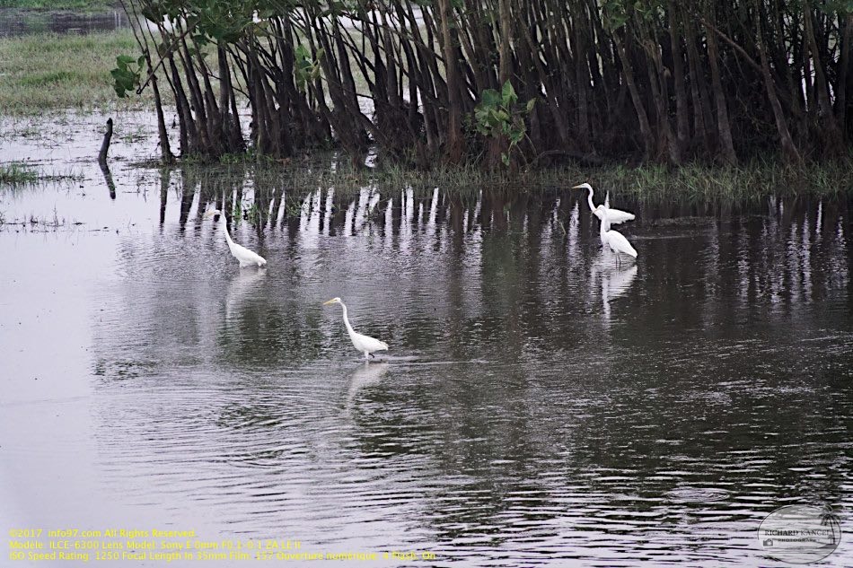 guyane090-marais-kaw.jpg