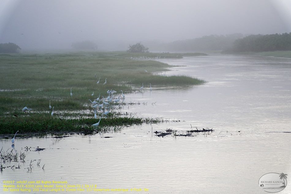 guyane093-marais-kaw.jpg
