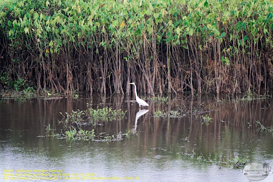 guyane096-marais-kaw.jpg