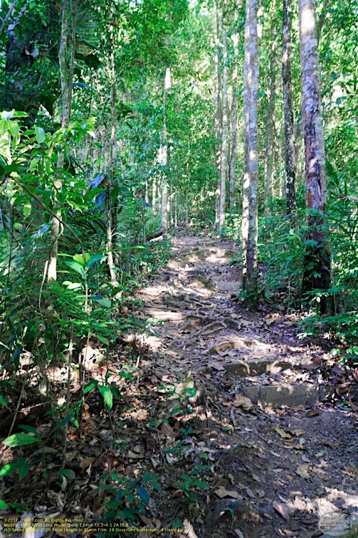 guyane01-montagne-des-singes.jpg