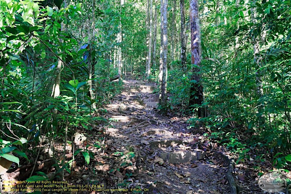 guyane02-montagne-des-singes.jpg