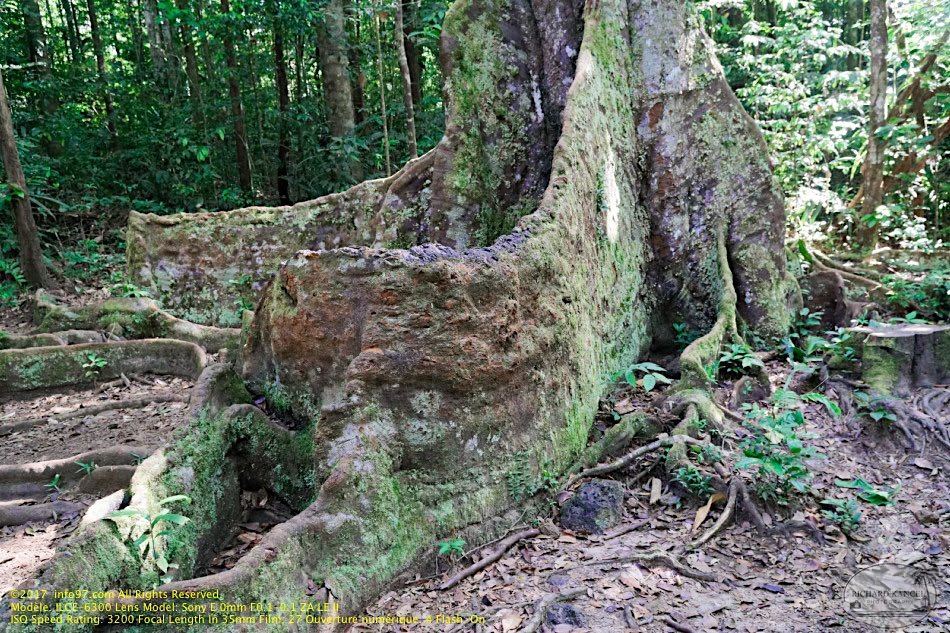 guyane14-montagne-des-singes.jpg