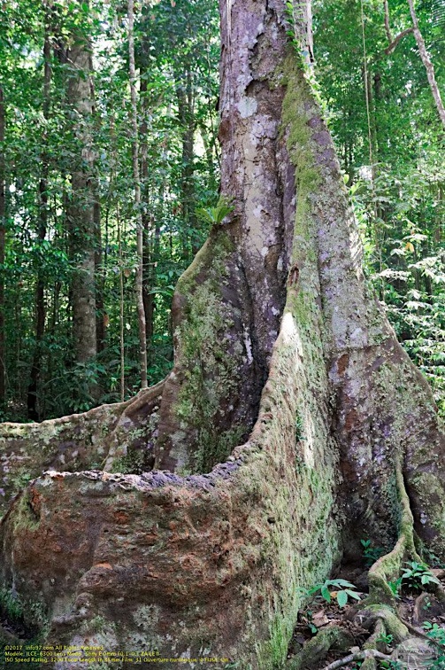 guyane15-montagne-des-singes.jpg