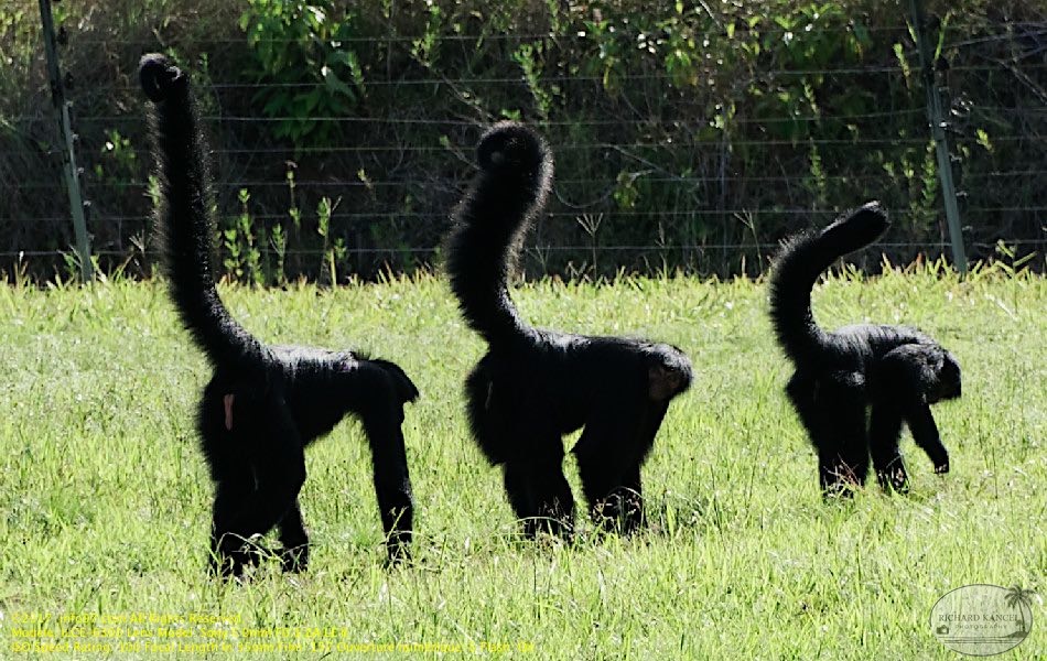 guyane01-zoo-cayenne.jpg