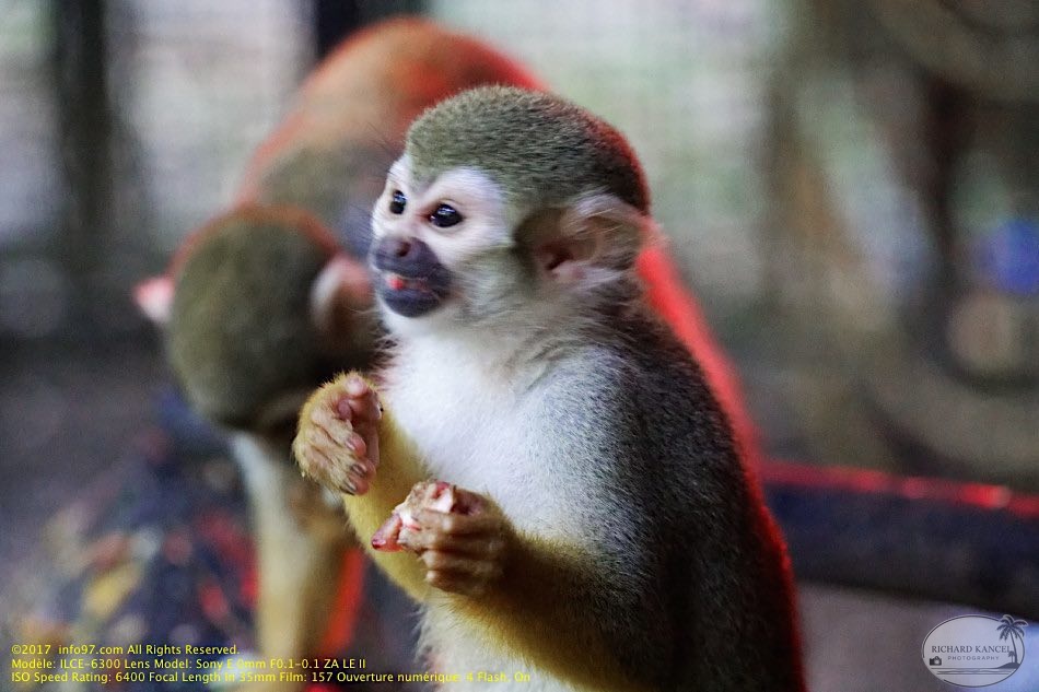 guyane02-zoo-cayenne.jpg