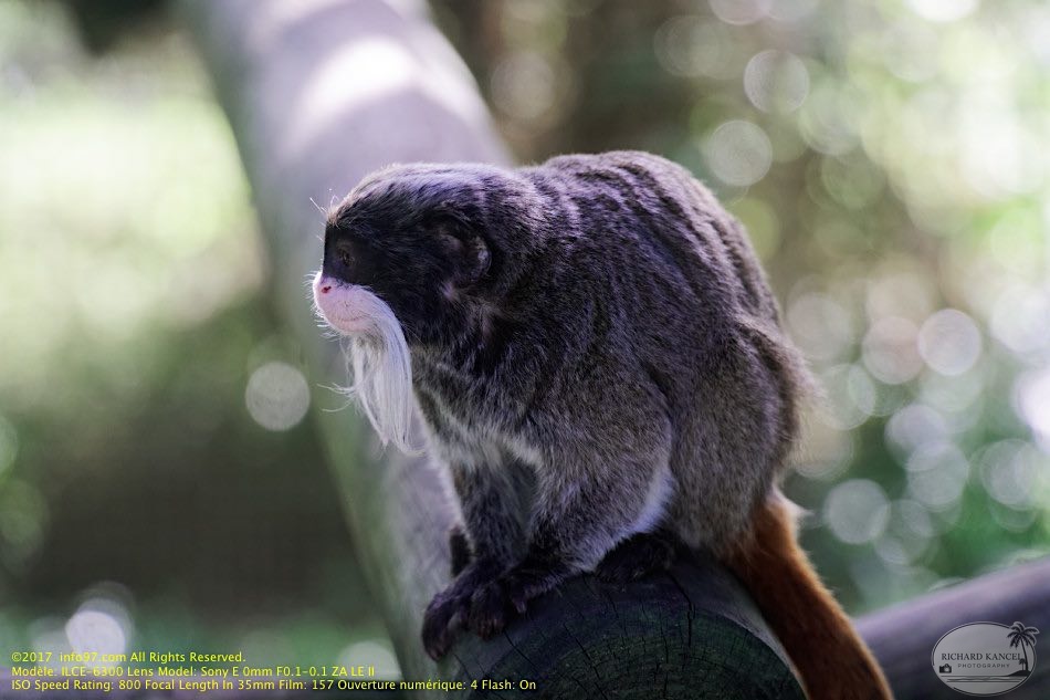 guyane03-zoo-cayenne.jpg