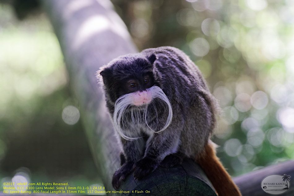 guyane04-zoo-cayenne.jpg