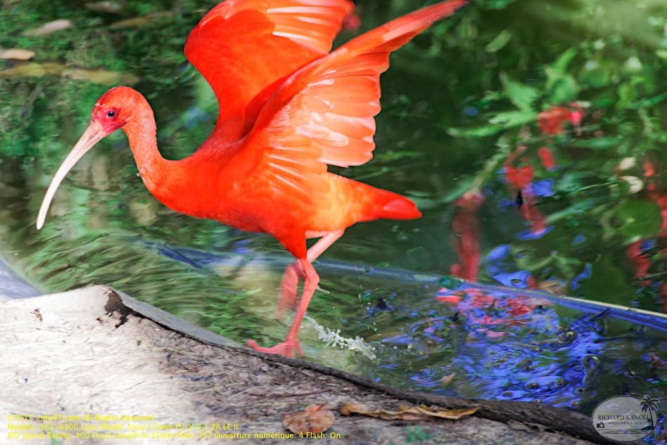 guyane13-zoo-cayenne.jpg
