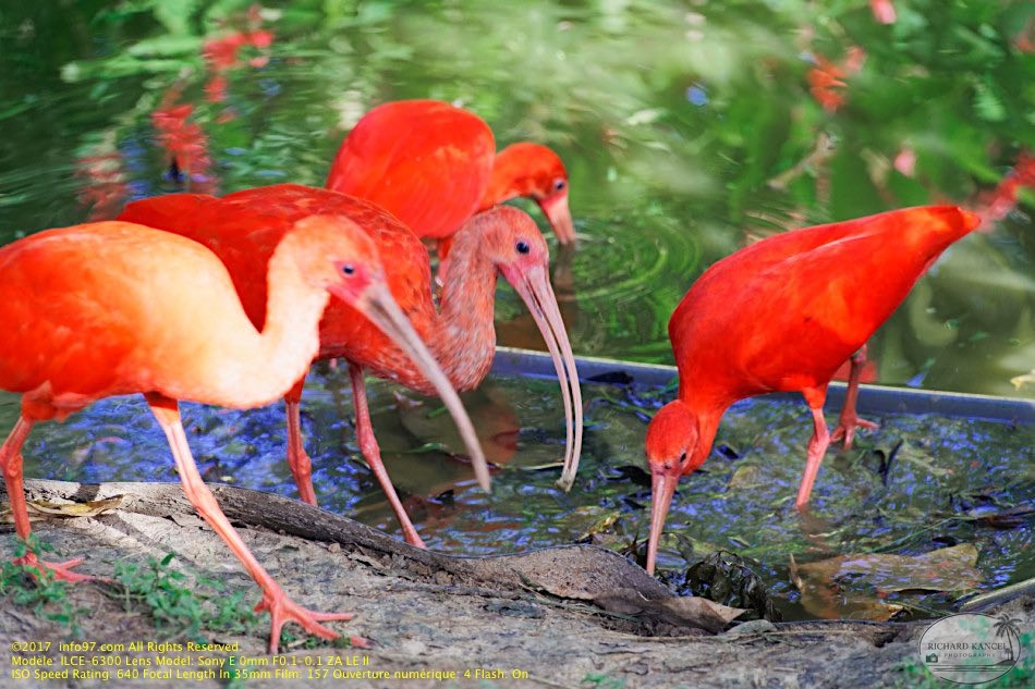 guyane14-zoo-cayenne.jpg