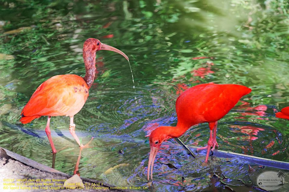 guyane15-zoo-cayenne.jpg