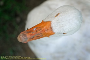 guyane19-zoo-cayenne