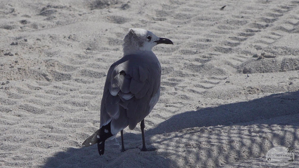fort-lauderdale-f426.jpg