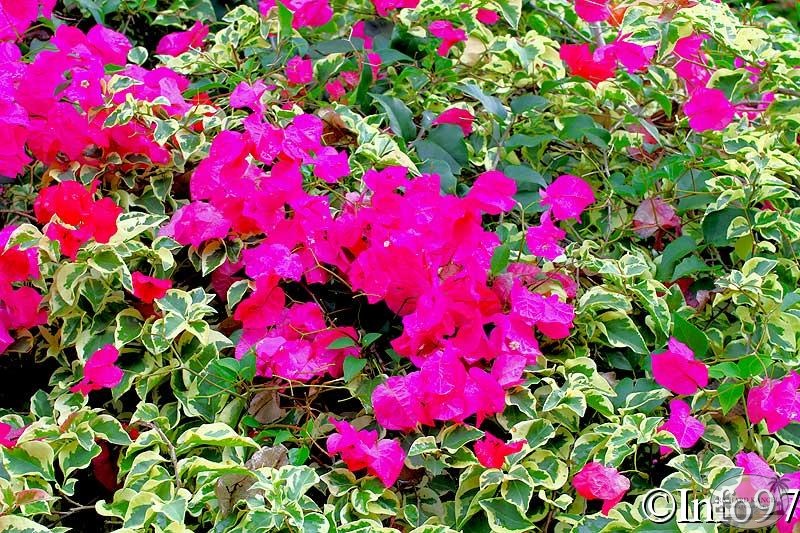 jardin-botanique-deshaies21.jpg