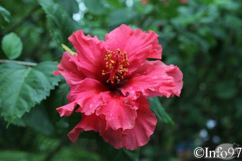 jardin-botanique-deshaies4.jpg