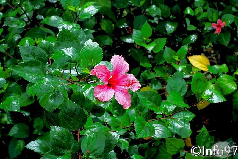 jardin-botanique-deshaies9.jpg
