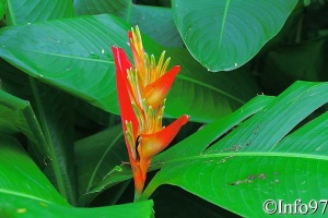 jardin-botanique-deshaies60