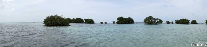 PaMooramics-mangrove8