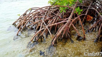 la-mangrove11