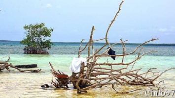 la-mangrove14