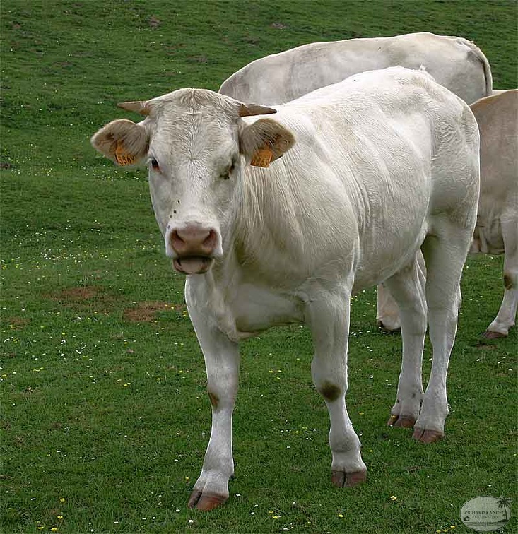 aubisque29.jpg