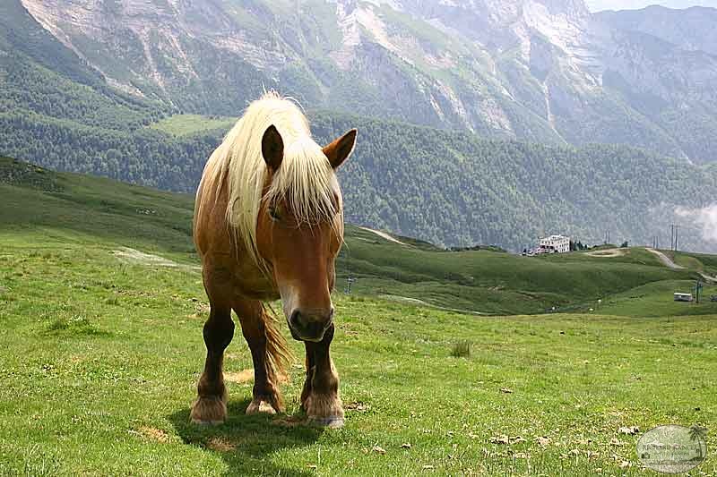 aubisque32.jpg
