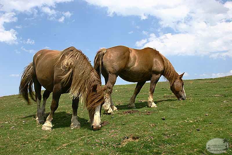 aubisque39.jpg