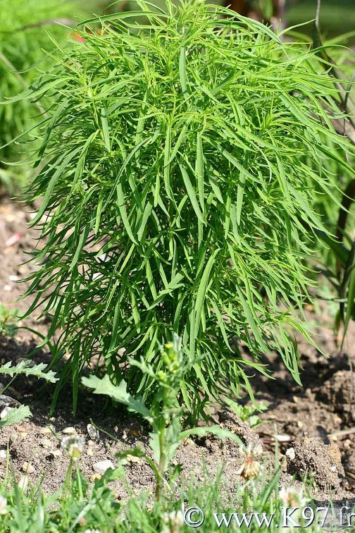 fleur27.jpg