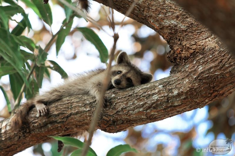racoon-2015-01.jpg