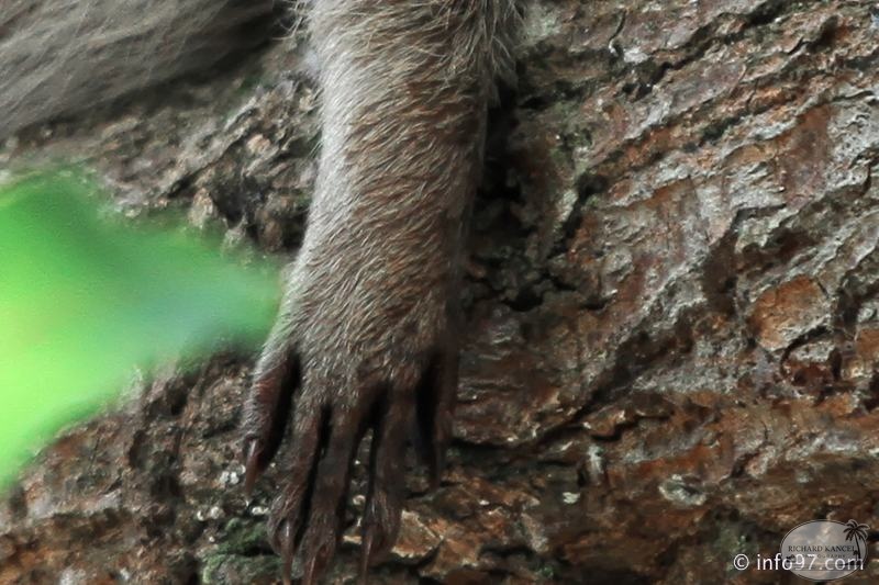 racoon-2015-05.jpg