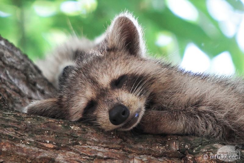 racoon-2015-07.jpg