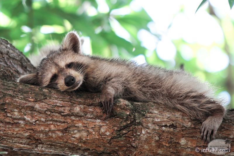 racoon-2015-08.jpg
