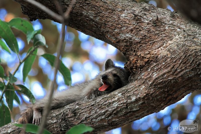 racoon-2015-12.jpg