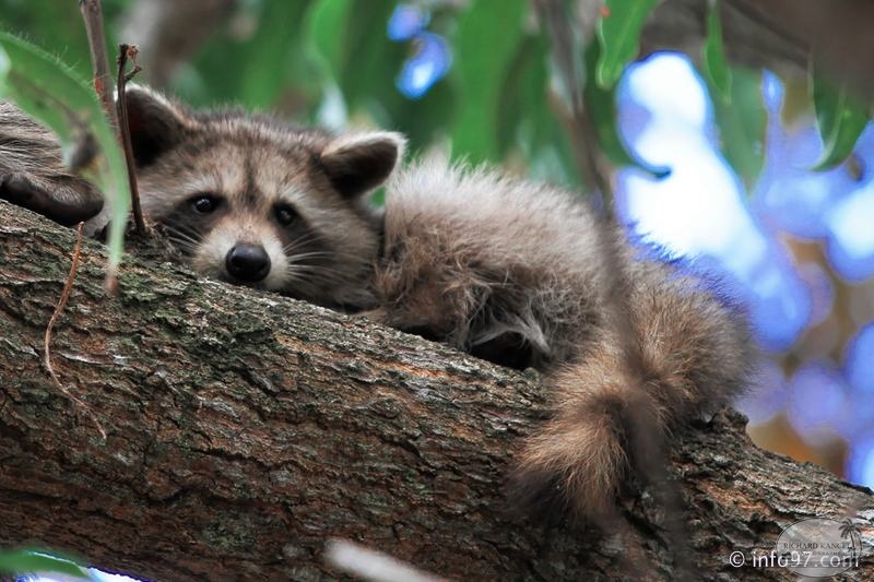 racoon-2015-13.jpg