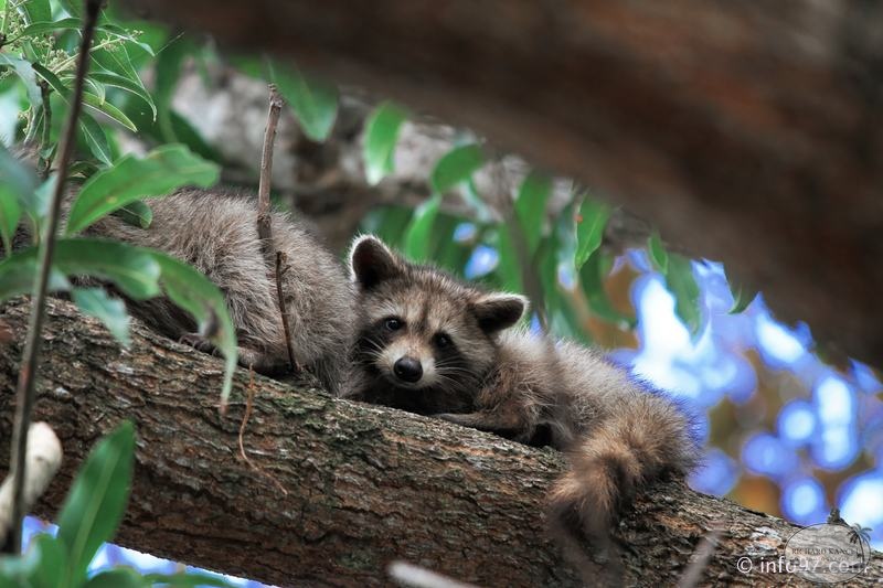 racoon-2015-14.jpg