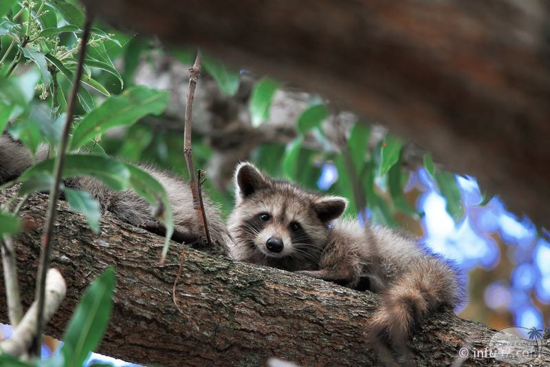 racoon-2015-15.jpg