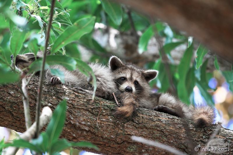 racoon-2015-16.jpg