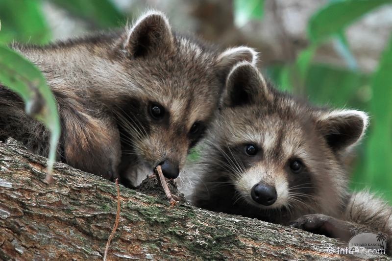 racoon-2015-17.jpg