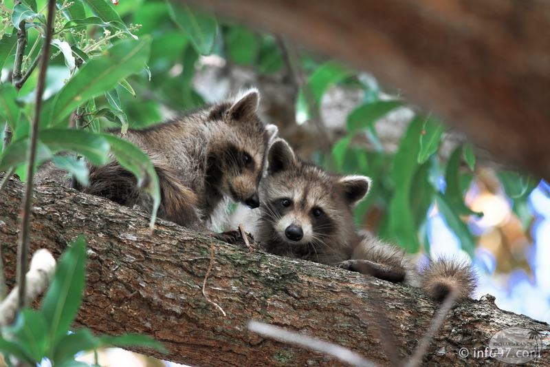racoon-2015-18.jpg